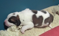 CHIOT n° 6  GESSIE