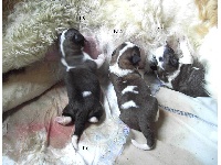 ESKISE    Chiot 6