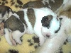 CHIOT n° 6  GESSIE