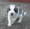 CHIOT n° 6  GESSIE