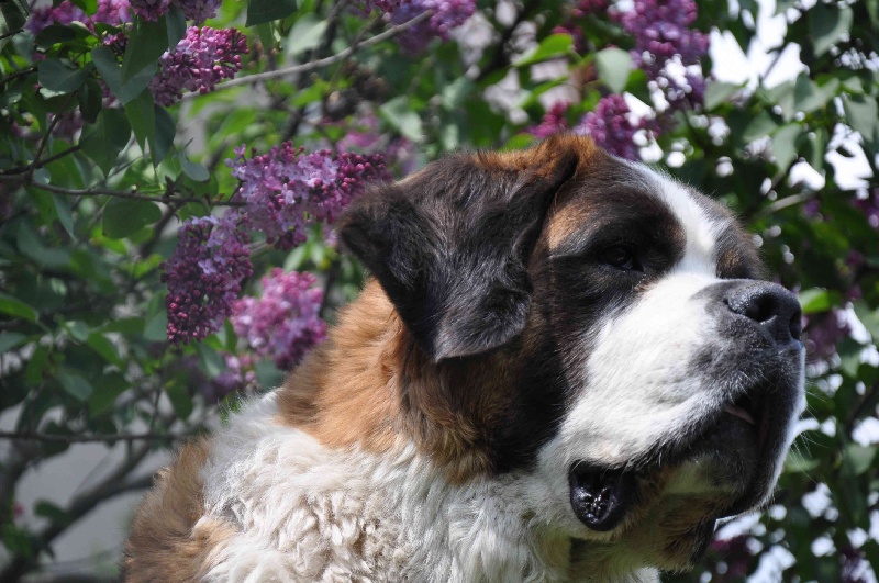 Edilis du domaine des Montagnards