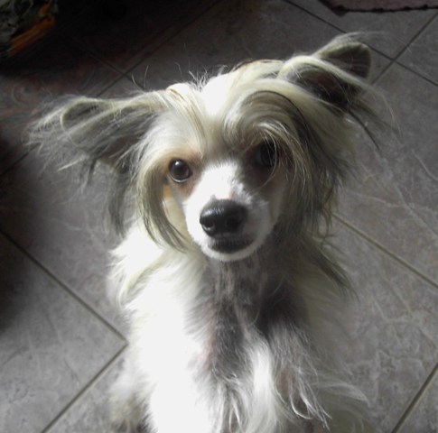 BB  VENITIA   2012